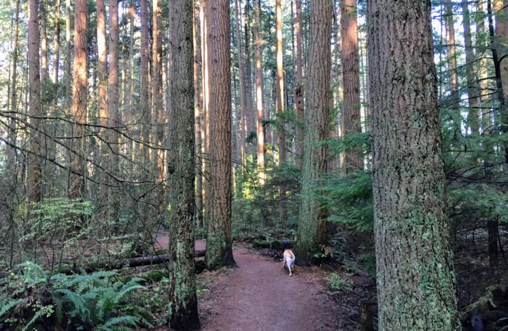 Pacific Spirit Regional Park vancouver